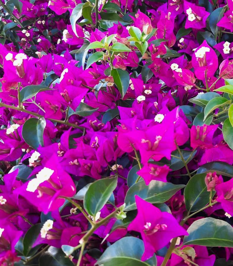 Fiori Del Conero Villa Анкона Екстериор снимка